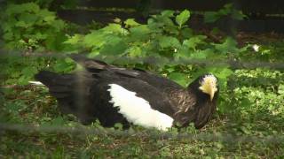 Stellers Sea Eagle Playing HD [upl. by Annoyik]