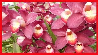 Cuidados Orquídeas ➜ Aprenda Como Fazer Sua Orquídea Dar Mais Flores em Menos Tempo  PASSO A PASSO [upl. by Isolt]