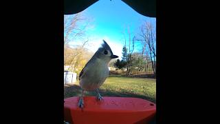 Tufted Titmouse Call Bird Buddy [upl. by Kimon]