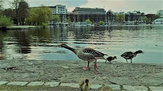 Canada Goose vs Hawk [upl. by Robenia298]