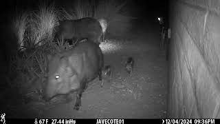 Javelina and Coyote Drama and Babies 124 and 12524 [upl. by Leaffar942]