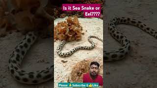 Snake Eel Approaches Diver🪱🪱 eel snake sea marinelife youtubeshorts shorts 2024 [upl. by Redfield]