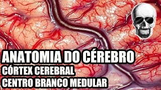 Vídeo Aula 134  Sistema NervosoNeuroanatomia Anatomia do Cérebro Córtex Cerebral  Telencéfalo [upl. by Arracat491]