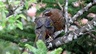 台灣噪眉  Whitewhiskered Laughingthrush  Trochalopteron morrisonianum [upl. by Kostman966]