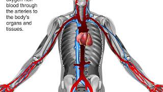 How To Prevent and Reverse Clogged Arteries  Heart Attacks [upl. by Aynotak]