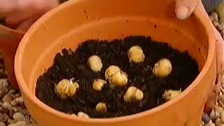 Gardeners World S 38 E 3240 Oct 21 2005 [upl. by Eiuol]