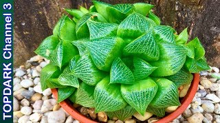 10 Variedades hermosas de Haworthia [upl. by Blinni]