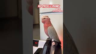 Rio passe le permis 🦜🤣video de larchedefrançois shorts animals viral [upl. by Murphy369]