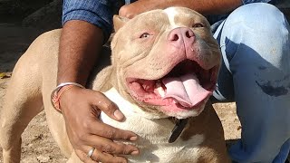 Dont Buy American Bully or buy watch this video to clear your mind Doggyz World [upl. by Punak]