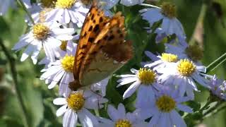 Eastern Silverstripe Butterfly Visits Wild Aster Flowers for Nectar [upl. by Henryk568]