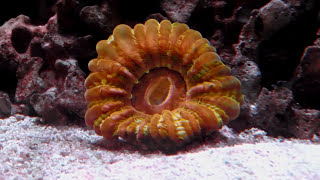 The Many Faces of the Cynarina or Button Coral [upl. by Sidman]