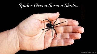 Black Widow Spider Green Screen Footage For Your Productions [upl. by Eneloc]