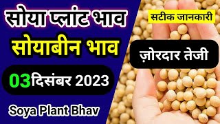 Soya plant bhav सोया प्लांट भाव Soyabean plant bhav today [upl. by Yelha864]