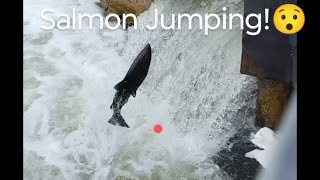 Salmon Run Salmon Jumping nature fishing livestream [upl. by Ignacius]