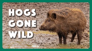 Hogs Wild Fighting the Feral Pig Problem [upl. by Tankoos]