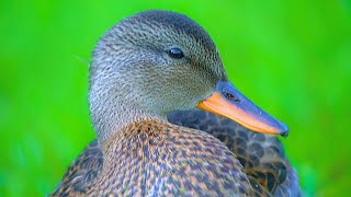 Hyperactive Gadwall Duck Duckling Taking a Break for a Minute 4K [upl. by Mccallum544]