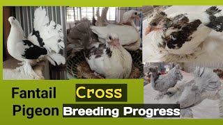 Fantail Pigeon Cross Breeding Progress  लक्का कबूतर Cross Breeding [upl. by Eintruok]