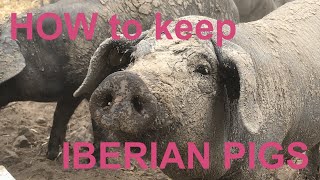 HOW to keep IBERIAN PIGS [upl. by Eihpos978]