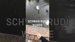 Hund beißt Schwan shorts [upl. by Kyle]