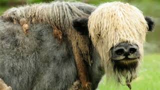 Yak Facts Interesting Facts about Yak Facts about Yak [upl. by Bonnee240]