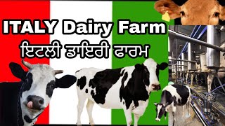 Italy Dairy Farm work  Italy Milk Dairy Farm  ਇਟਲੀ ਚ ਡੰਗਰਾਂ ਦਾ ਕੰਮ  ਇਟਲੀ ਚ ਕਿਵੇਂ ਕੱਢਦੇ ਧਾਰਾ [upl. by Noevad]