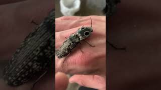 The Eyed Elator Alaus oculatus a large click beetle found in the NE US entomology insect nature [upl. by Huey]