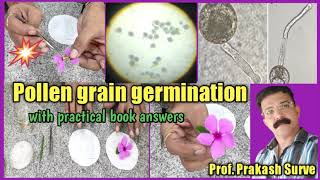 Pollen grain germination on slide  live demonstration  By Prof Prakash Surve [upl. by Oisangi]