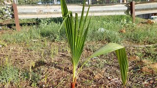 rescatando y plantando palmera salvaje [upl. by Hephzipa]