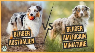 Berger Australien Vs Berger Américain Miniature  Comparaison [upl. by Llerol]