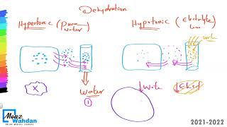 05 Water Metabolism 02 [upl. by Attenod]