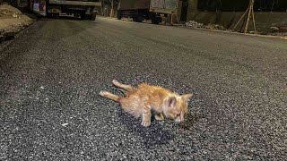 Disabled Kitten Trying to Crawl to Passerby Begging for Help  Animals in Crisis 1 [upl. by Nico]