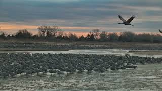 Birdy ASMR Morning with Sandhill Cranes at Rowe Sanctuary [upl. by Odranoel]