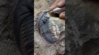 Zlichovaspis Trilobite  Atchana Morocco fossils mexico argentina chicken casablanca [upl. by Ahseinet]