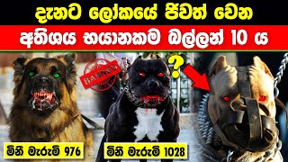 මිනිස් ඝාතන සිදුකළ ලොව දරුණුතම බල්ලන් 10 දෙනා The 10 fiercest dogs in the world 🐶ratawa srilanka [upl. by Ener]