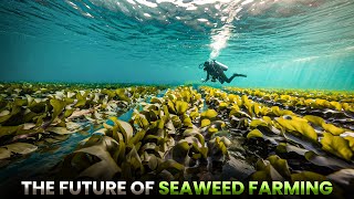 The Future of SEAWEED Farming in AMERICA [upl. by Dnumde91]