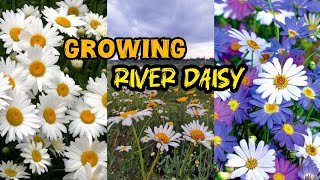 Growing River Daisy  Growing flowers time lapse  Flowers Gardening  10 million views [upl. by Dnomrej]