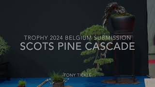 Scots Pine at the Trophy 24 [upl. by Antoinette]