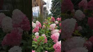 Strawberry blossomhydrangea hydrangeagarden садгортензий гортензія shorts hortensiapaniculata [upl. by Ozzy910]