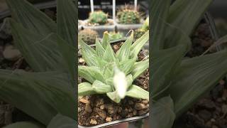 Haworthia Magnifica var Acuminata cv Grey Ghost succulent haworthia [upl. by Ahsiea5]