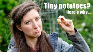 3 Mistakes to avoid when growing potatoes in containers [upl. by Liesa374]