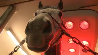 An overview of Vitafloor Light Therapy in the use of horse solariums [upl. by Godewyn]