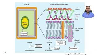 💊 🦠 Antimicóticos  antifúngicos 👨🏿‍🔬 🩺 Farmacología de los antimicrobianos [upl. by Stedman138]