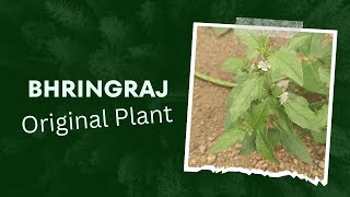 BHRINGRAJ original Plant BHRINGRAJ ka phodha kesadikhta hai  BHRINGRAJ ka Plant kesa dikhta hai [upl. by Joanne]