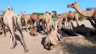 Yellow and Black camels thar desert beautiful camel enjoy ll CAMEL OF THAR [upl. by Tlihcox187]