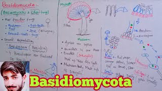 Basidiomycota  Basidiomycetes  Club Fungi  Biology 11th  Chapter 8 Fungi [upl. by Nolan]