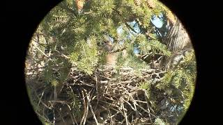 Great horned owl and owlets April 18 2022 [upl. by Nyrok]