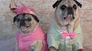 Best Dressed Pugs Red Carpet Summer 2013 [upl. by Watkin]