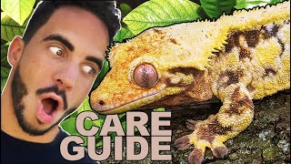 Crested Gecko Care amp SetUp Complete Care Guide [upl. by Marlin474]