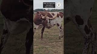 The ULTIMATE back scratcher swirlthelonghornsteer lilmacacres longhorn longhorncattle [upl. by Takakura]