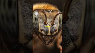 Bees Can Recognize Human Faces imagesynthesis bee [upl. by Laicram979]